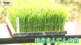 山形県のコメの新品種 "ゆきまんてん" の苗が初お披露目 児童が知事と一緒に現役ブランド米 "つや姫" と "雪若丸" の田植えにも挑戦(山形) | 山形のニュース│TUYテレビユー山形