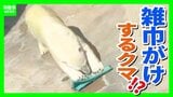 “雑巾がけ”するクマ? 神戸市立王子動物園のホッキョクグマ「ゆめ」の行動に隠された野生の習性 猛暑を乗り切る動物園の工夫とは|TBS NEWS DIG