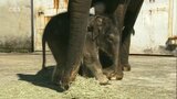 アジアゾウの赤ちゃん10年ぶり誕生 アフリカンサファリで5月公開へ 大分 | 大分のニュース|OBS NEWS|大分放送