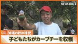 沖縄の秋の味覚『カーブチー』の収穫体験 子どもたちが収穫しながら食べ比べ|TBS NEWS DIG