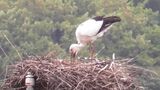 まんのう町で3年連続コウノトリのヒナが誕生 25日にヒナにエサを与える行動が確認「静かに見守って」【香川】|TBS NEWS DIG
