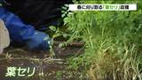 「春に芽吹いた新芽刈り取り柔らかくておいしい」江戸時代から続く春セリ「葉セリ」の収穫最盛期 宮城・石巻市 | 宮城のニュース│tbc NEWS│tbc東北放送