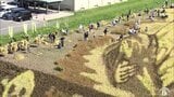 田んぼアートで1000人が稲刈り 青森県田舎館村 | 青森のニュース│ATV NEWS│青森テレビ