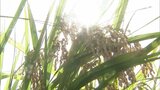 生産資材の高騰 コメの概算金大幅に値上がり|TBS NEWS DIG
