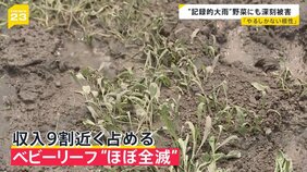 能登を再び襲う大雨「あの時を思い出す」 九州では収穫直前の野菜に深刻被害　収入の9割占める農作物がほぼ全滅【news23】|TBS NEWS DIG