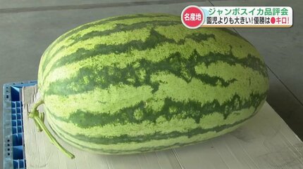園児が乗れちゃう“100キロ超の巨大スイカ”！名産地でジャンボスイカの