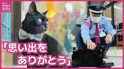 AIBO けんちゃんページ これ以上、入られんよ」 尾道の美術館の入口で優しい攻防 ネコのケン
