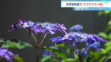 梅雨を前に涼やかに咲く約70鉢 「ヤマアジサイ展」お気に入りを探す