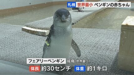 世界最小”フェアリーペンギンの赤ちゃんすくすく 誕生時29gから生後15