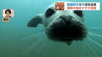 ゴマフアザラシの