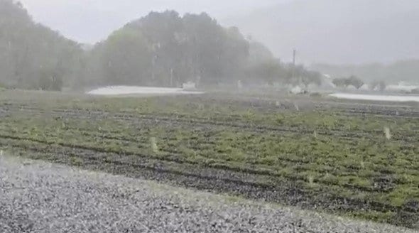 「ひょう害だけは勘弁してほしい…」【局地的に激しい雨】農家が心配の日々…「5ミリから1センチくらいの粒が降ってきた…」長野・諏訪地域の一部で収穫直前のレタスが傷む被害も　|　SBC NEWS | 長野のニュース | SBC信越放送