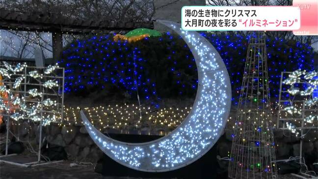 海の生き物にクリスマス　高知県大月町の夜を彩る“イルミネーション”|TBS NEWS DIG