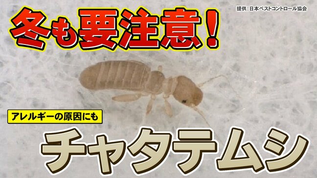 冬でも安心できない!? アレルギーの原因になるチャタテムシとは|TBS NEWS DIG