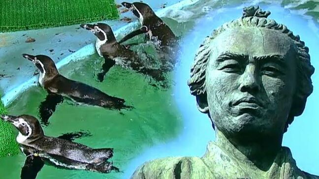 龍馬と同じ目線で太平洋を一望！リニューアルした「龍馬に大接近」と桂浜水族館の新たなアイドルに会いに行こう|TBS NEWS DIG