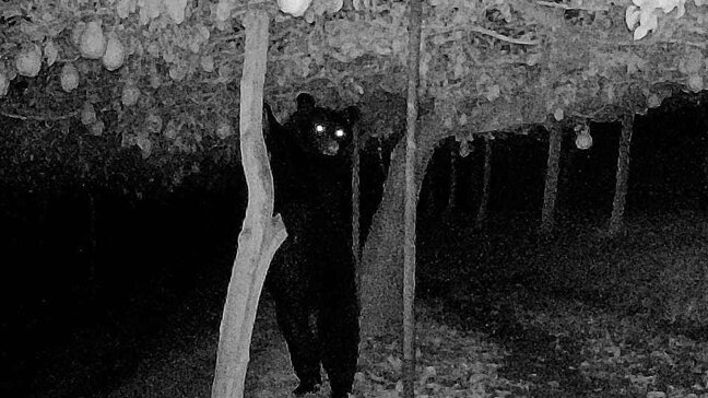 【動画】果樹園で”立って収穫”するクマ　洋ナシを食べまくる被害が発生　その様子を防犯カメラがとらえた（山形）|TBS NEWS DIG