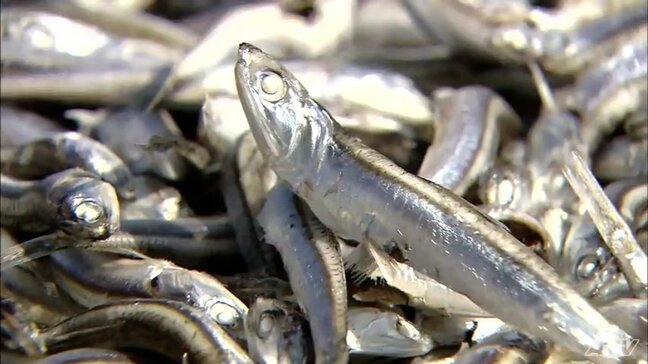 秋晴れのもとで「煮干しづくり」盛んに　潮風と太陽の光を受けて銀色に輝く『イワシ』　うま味が凝縮され品質の良い煮干しに　青森県八戸市|TBS NEWS DIG