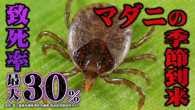 「特効薬なし」殺人ウイルスを運ぶ　住宅街に潜むマダニの恐怖と絶対にやってはいけない対処法|TBS NEWS DIG