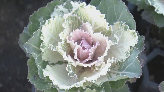 正月飾りの“葉ボタン”出荷最盛期 門松や生け花などに 約6000鉢を県内や愛知に出荷 三重・紀北町|TBS NEWS DIG