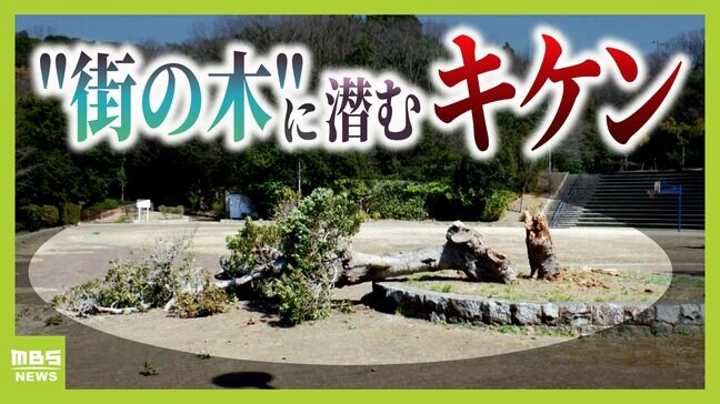 全国で倒木事故が増える理由は「管理が追いついていない」から？実は台帳やマニュアルなし　神戸で１３歳の中学生が倒木に巻き込まれ後遺症に苦しむケースも...高度経済成長期に植えた木の腐食がいま進行中|TBS NEWS DIG