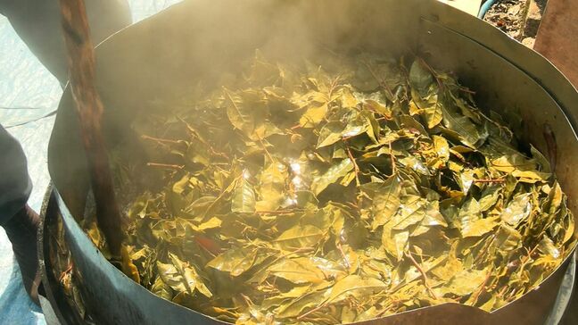 「今年のはすごくいいのができています」美作番茶の製造が最盛期【岡山・美作市】|TBS NEWS DIG