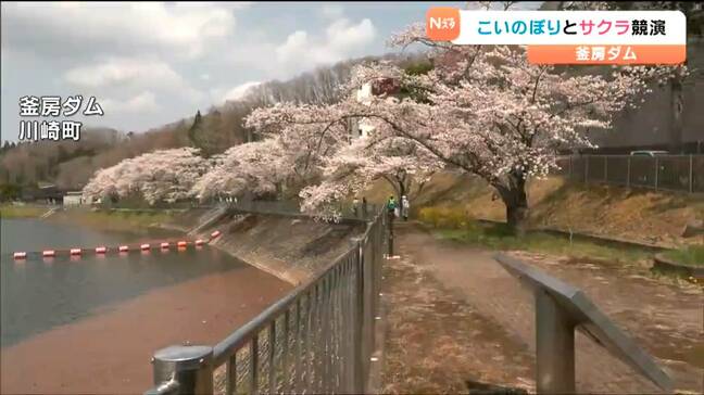 宮城の春を満喫!釜房ダムの鯉のぼりと桜、期間限定ライトアップも 宮城・川崎町|TBS NEWS DIG
