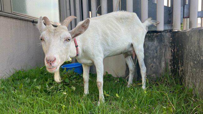 栃木県鹿沼市で“迷いヤギ”「メェ~メェ~ないているので早く飼い主が見つかってほしい」鹿沼署が保護して飼い主探し中|TBS NEWS DIG