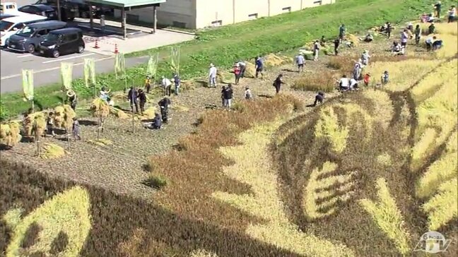 田んぼアートで1000人が稲刈り 青森県田舎館村|TBS NEWS DIG