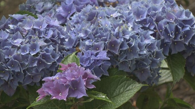 500株のアジサイ　園内を紫や白に染め上げる　甲州市の観光庭園　|　山梨のニュース | ＵＴＹテレビ山梨