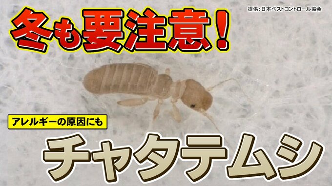 冬でも安心できない！？　アレルギーの原因になるチャタテムシとは|TBS NEWS DIG