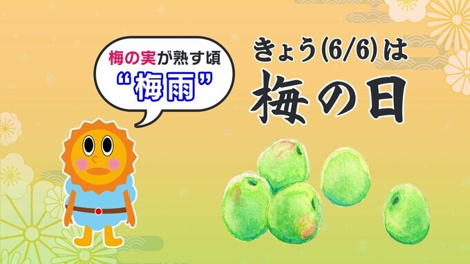【きょうは“梅の日”】全国的に梅不足天候不順だけじゃない意外な理由とは？　|　鹿児島のニュース｜MBC NEWS｜南日本放送