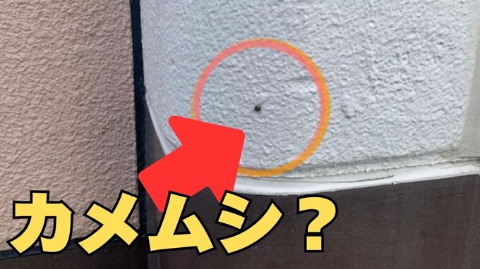 白い壁の小さな黒点をよく見ると「マルカメムシ！？」臭いで仲間を呼び寄せる厄介者　越冬させないためには？専門家が伝授【後編】|TBS NEWS DIG