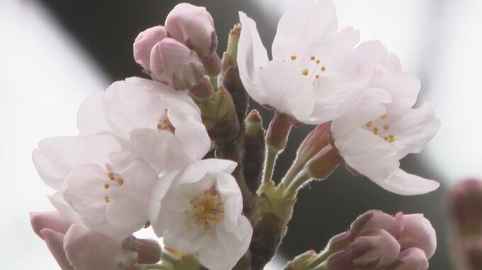 観測史上で最も早く…金沢市で“サクラ”開花　平年より11日早い発表　|　石川県のニュース｜MRO北陸放送