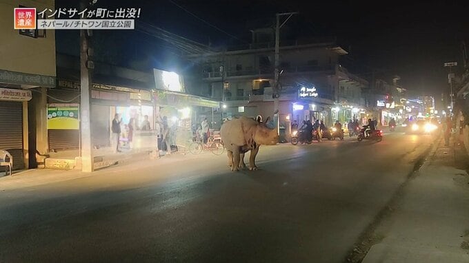 体重3トン！巨大なインドサイが出没する不思議な街【世界遺産／チトワン国立公園（ネパール）】|TBS NEWS DIG