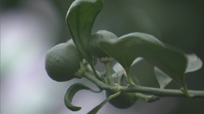 工場から排出される二酸化炭素でミカンの収穫量アップ　CO2を温室ハウスに散布する実証実験　愛知・蒲郡市　|　名古屋・愛知・岐阜・三重のニュース【CBC news】 | CBC web