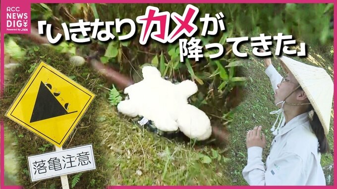 「いきなりカメが降ってきた」って本当？　落雷ならぬ落“亀”に注意！　植物園にユニークな看板登場　カメが池を離れるワケを職員に聞いた　広島　|　RCC NEWS | 広島ニュース | RCC中国放送
