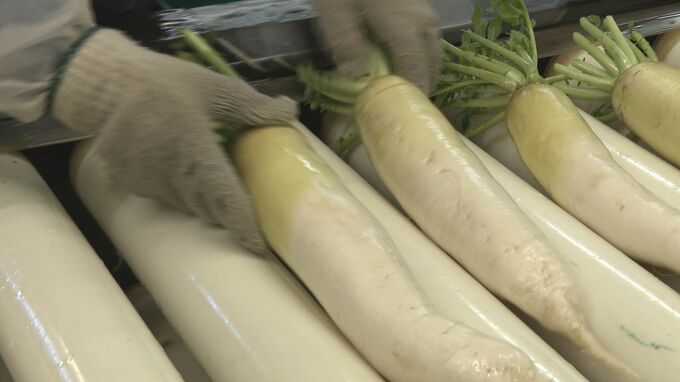 「残暑…残りの暑さじゃない」最も遅い猛暑日の記録再び更新　ダイコンの生育にも影響|TBS NEWS DIG