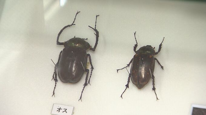 【密猟被害か】国内最大の甲虫　ヤンバルテナガコガネを密猟か　環境省と警察が連携して調査　|　沖縄のニュース｜RBC 琉球放送