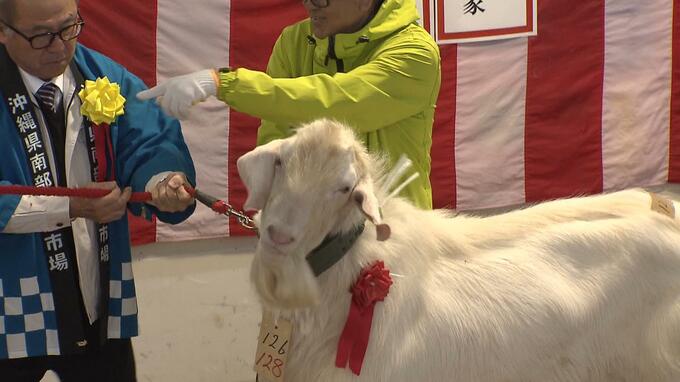  “ヒージャーバブル”に市場沸く 初競りで128キロの雄ヤギに39万円の史上最高値 最高値記録を約11万円上回る　|　沖縄のニュース｜RBC 琉球放送