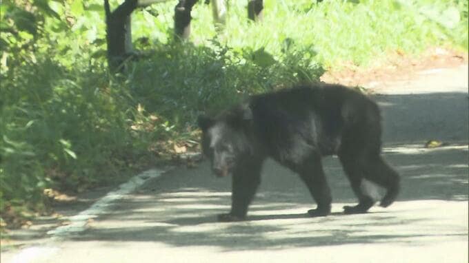 【クマ出没情報】路上でクマ目撃　南会津町高野下　8月31日午後6時前　福島　|　福島のニュース│TUF