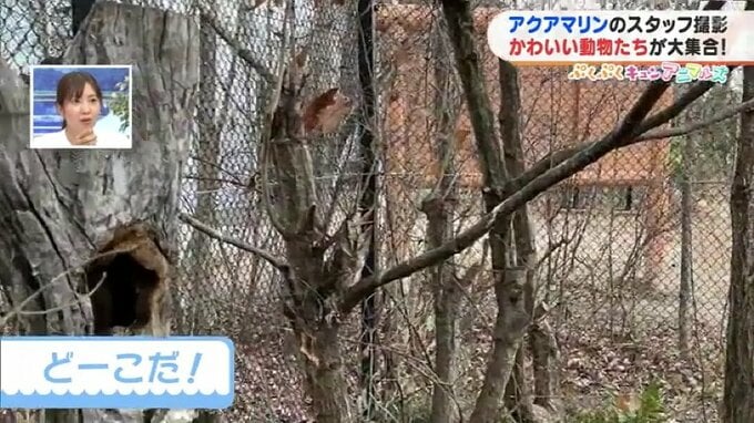 木に似た模様の「オオコノハズク」どこにいるのか探してみてね【ぷくぷくキュンアニマルズ⑭】　|　福島のニュース│TUF