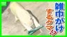 “雑巾がけ”するクマ？　神戸市立王子動物園のホッキョクグマ「ゆめ」の行動に隠された野生の習性　猛暑を乗り切る動物園の工夫とは　|　MBSニュース | 関西の最新ニュースを分かりやすく。