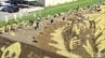 田んぼアートで１０００人が稲刈り　青森県田舎館村　|　青森のニュース│ATV NEWS│青森テレビ