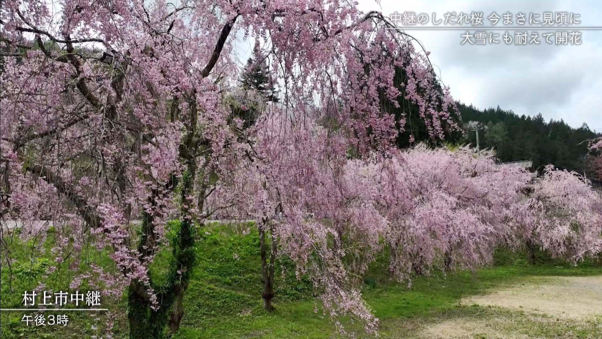 120本が咲き誇る“中継集落のしだれ桜”「“新潟県で一番最後の花見”に