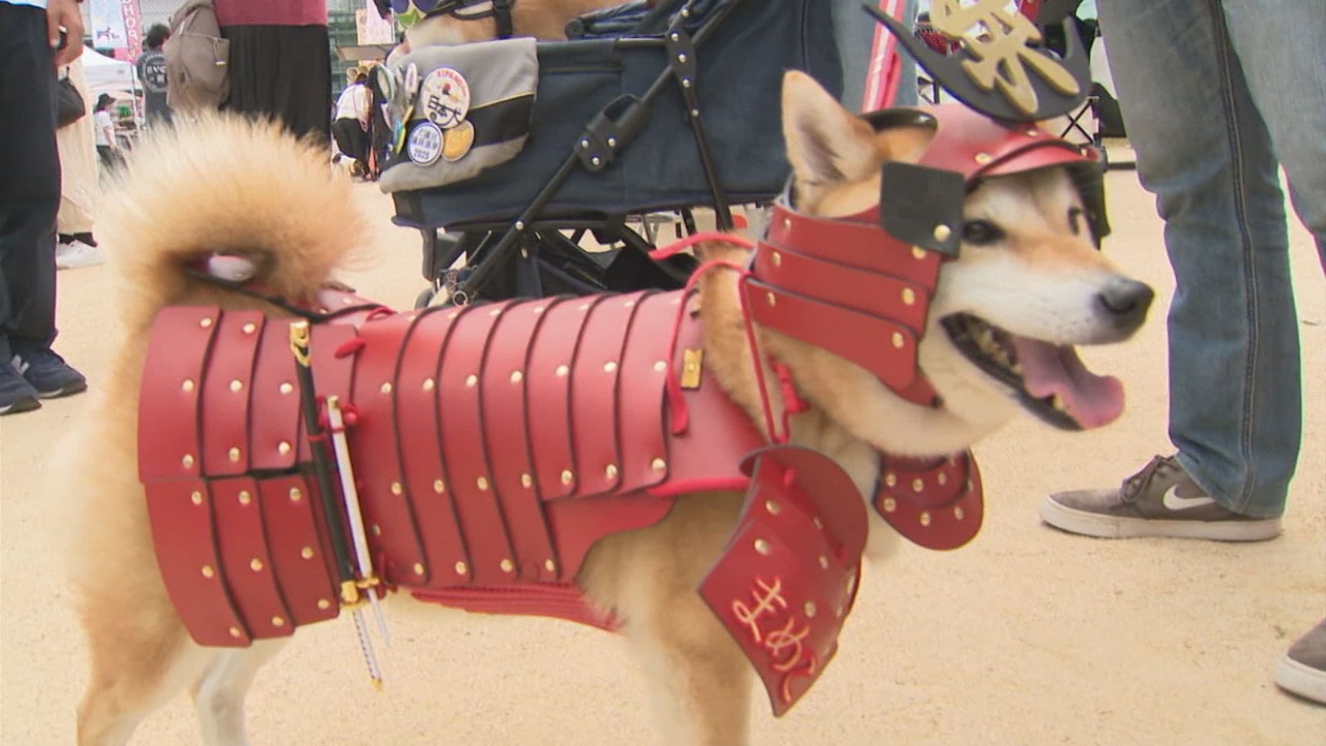 総勢2500頭が大集合「わんわんまつり」山陰初開催 珍しい犬種も…強面