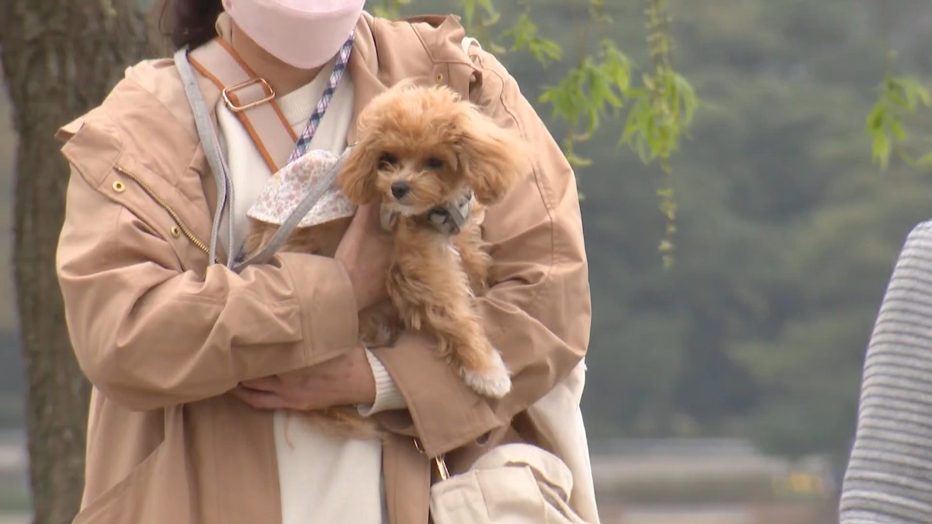 歩けない、寝たきりの犬が増えている 要因は「平均寿命の延び」だけ