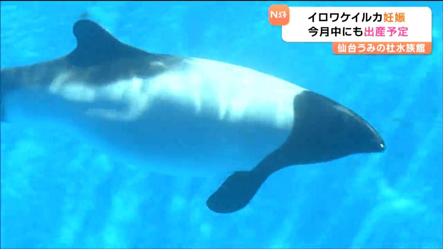 25歳差カップル”しばし別居へ 希少動物「イロワケイルカ」セーラ妊娠 5