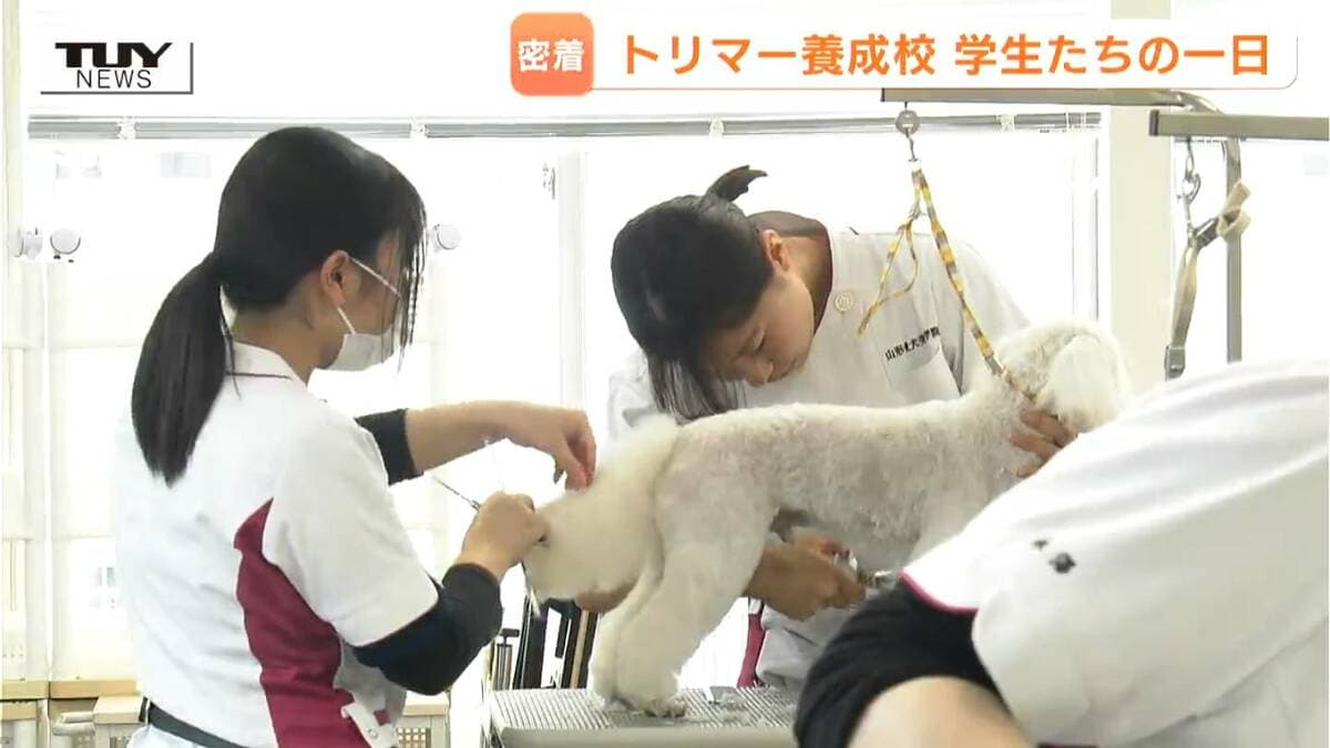 【動画】“ペットトリマー”として動物と生きる道を選んだ若者に密着　技術と責任、命と向き合う姿勢　それぞれの未来への思いとは（山形） | 山形のニュース│TUYテレビユー山形
