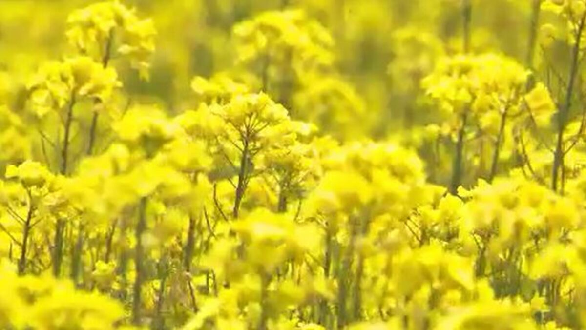 一面黄色！菜の花のじゅうたん・八重桜との競演も 長野・小布施町