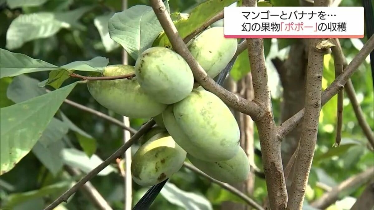 img_54e39b268fb45280e81852fc2c