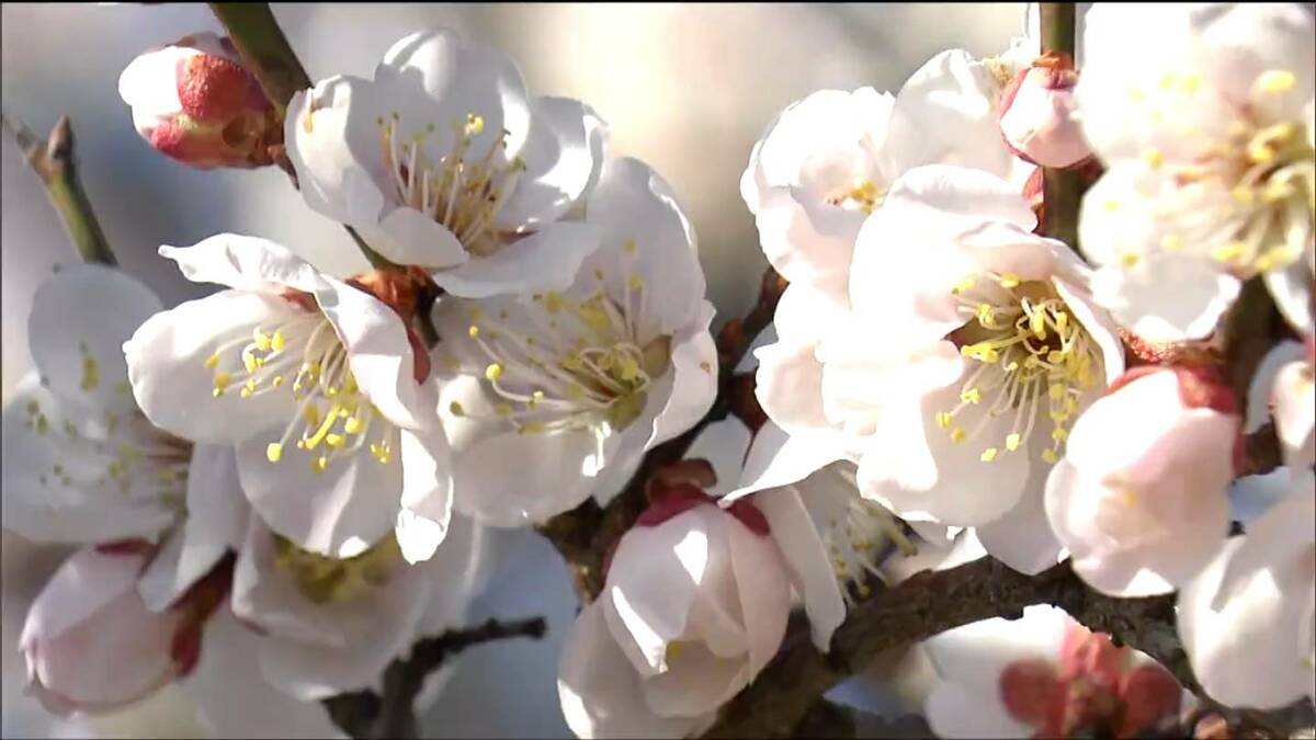 紅白や薄ピンクの花「せんだい農業園芸センター」で“梅を観る会